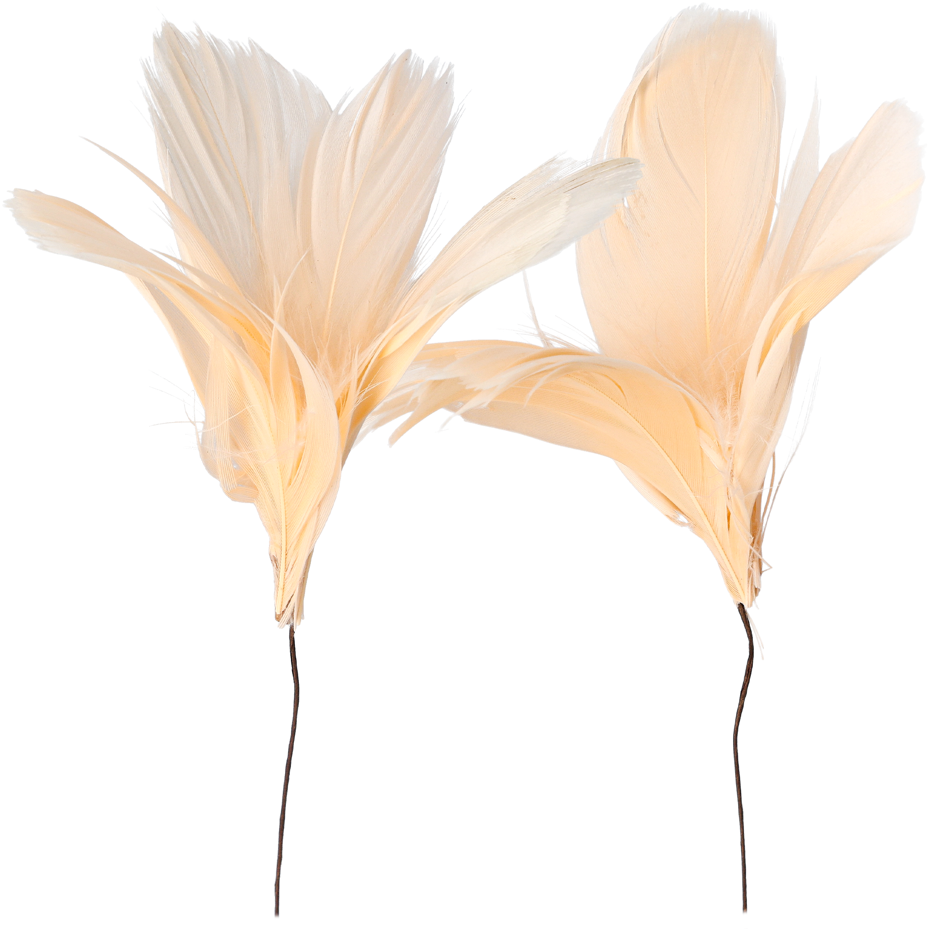 Fjer på tråd, abrikos